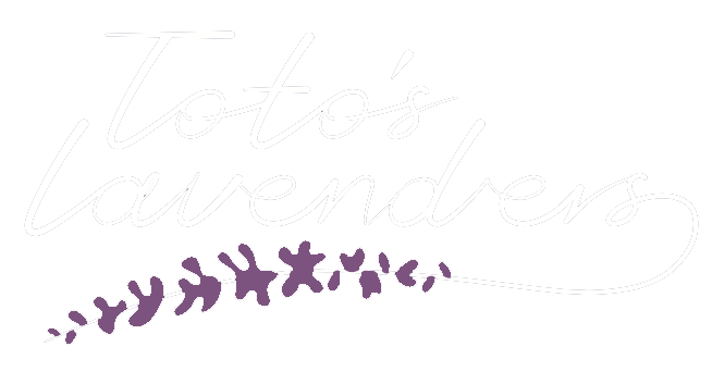 Totos Lavender