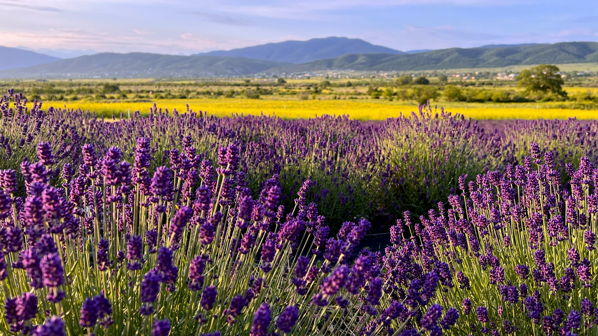 Toto's Lavenders