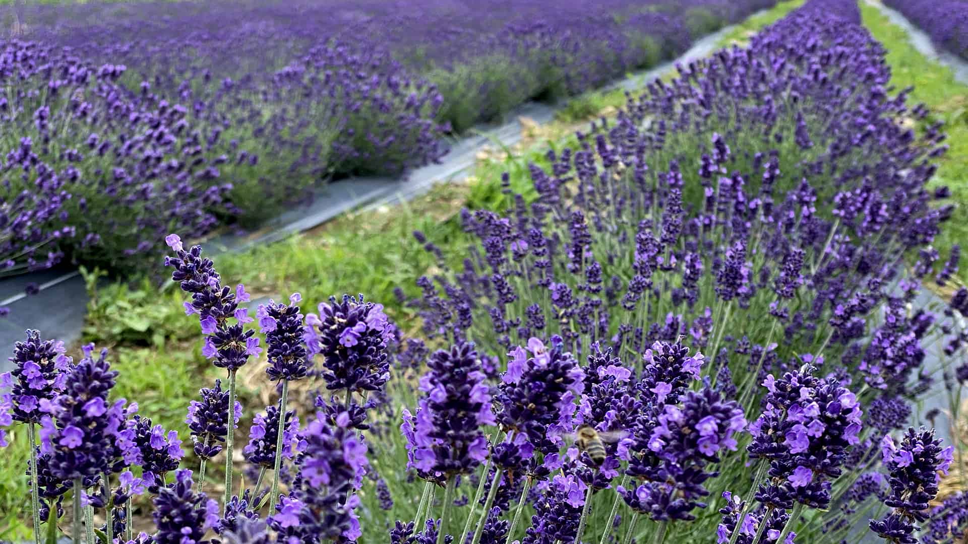 About Toto's Lavenders